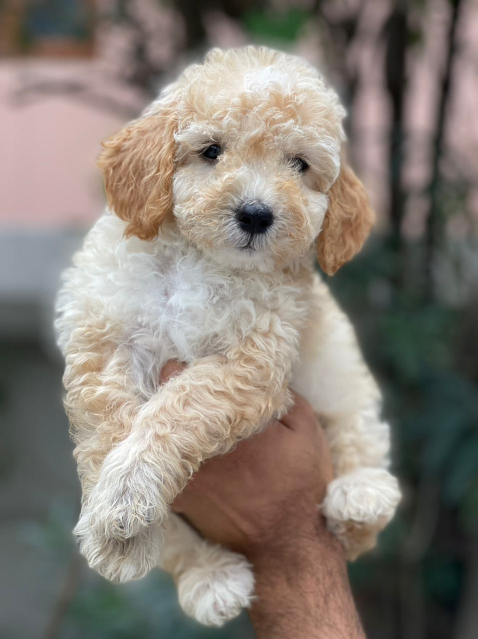 Maltipoo